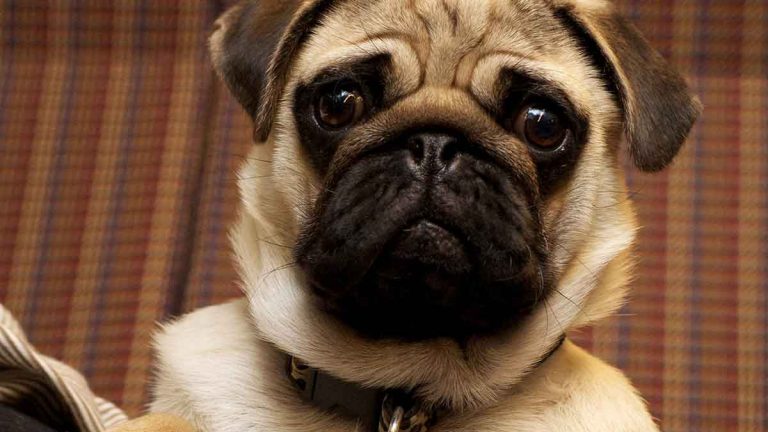 Pug 768x432