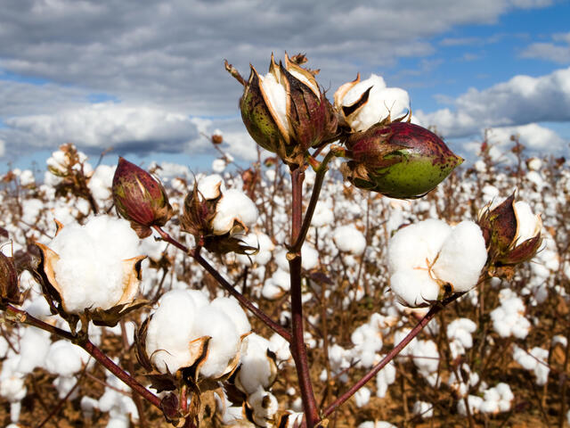 What Is The Difference Between Cheap And Expensive Cotton